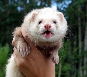Urechile Ferret (dihori domestici de curățare ureche) urechi de dihor