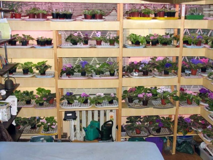locuințe confortabil sau rafturi violete (violete de rack) Cosy acasă sau de cremalieră violete