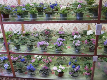locuințe confortabil sau de rack violete (bare) Cosy acasă sau de cremalieră violete