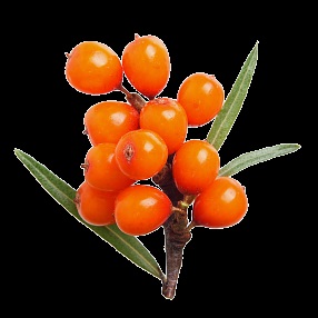Vanilie gel de dus crema - hranitoare gel de dus cu extract de vanilie si damiana (gel) Vanilie gel de dus crema - hranitoare gel de dus cu extract de vanilie si damiana