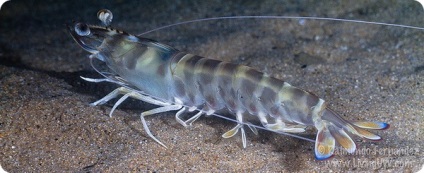 Tipuri de tigru crevete (tigru crevete Penaeus) Tipuri de tigru creveți