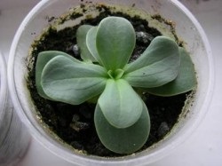 Cultivarea semințelor de eustomy (semințe) Cultivarea din semințe de eustomy