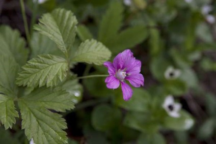 Cultivare arctic zmeură - arctic oaspeți în grădină (în creștere) Cultivare zmeură arctic - arctic oaspeți în grădină