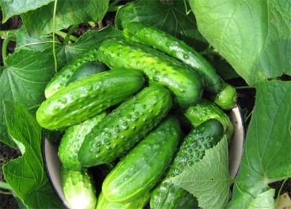 Cultivarea castraveți în teren deschis (deschis) Cultivarea castraveți în teren deschis