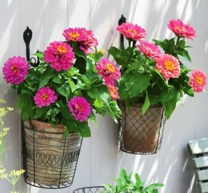 Cultivarea zinnias în răsaduri de plantare pat de flori și de îngrijire în câmp deschis (zinnia) Cultivarea zinnias în răsaduri de plantare pat de flori și de îngrijire în câmp deschis