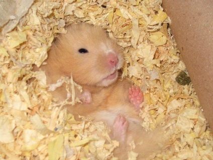 Fa hamsteri cu miros urât miroase Jungar și sirian holmyachkov (mirosuri) Face hamsteri miroase putoarea Jungar și holmyachkov sirian