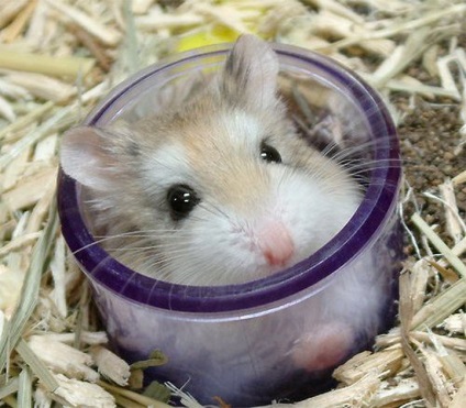 Fa hamsteri cu miros urât miroase Jungar și sirian holmyachkov (hamsteri) Face hamsteri miroase putoarea Jungar și holmyachkov sirian