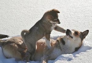 Siberian descriere rasa Husky - câinele meu (câine) Siberian descriere rasa Husky - câinele meu