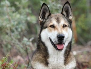East Husky Siberian descriere rasa - câinele meu (East Siberian Laika East Siberian) Siberian descriere rasa Husky - câinele meu