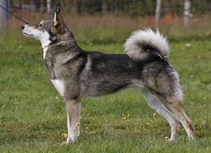 Siberian descriere rasa Husky - câinele meu (Laika) Siberian descriere rasa Husky - câinele meu