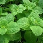 Scorpie pentru a distruge dăunătorii de grădină (dăunătorilor) Scorpie în grădină cum să distrugă dăunătorului
