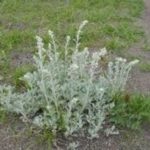 Scorpie pentru a distruge dăunătorii de grădină (viespe) Scorpie în grădină cum să distrugă dăunătorului