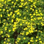 flori galbene, idei frumoase pentru grădină (paturi de flori și paturi de flori) flori galbene, idei frumoase pentru gradina