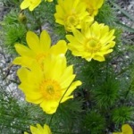flori galbene, idei frumoase pentru gradina (flori) flori galbene, idei frumoase pentru gradina