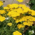 flori galbene, idei frumoase pentru gradina (flori) flori galbene, idei frumoase pentru gradina