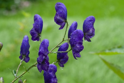 10 flori frumoase, dar mortale (care poate provoca) 10 flori frumoase, dar mortal
