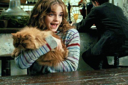 Stăpânește 15 pisici în film (15 pisici în principal film) 15 pisici principale în filme