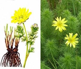 resort Adonis (Adonis), goritsveta iarbă, infuzie, aplicare (infuzie) Adonis de primăvară (Adonis), iarbă goritsveta, infuzie, aplicare
