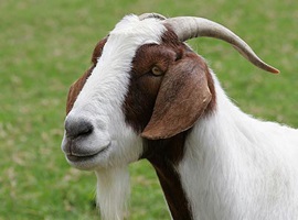 capra african a dat naștere unui copil de către un bărbat! (Foto) - știri plin de farmec (oameni) capra african a dat naștere unui copil de către un bărbat! (Foto) - știri plin de farmec