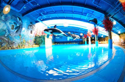Waterpark vis Town în Kiev - «vis insulă» (vis) Waterpark vis Town în Kiev - «vis insulă»