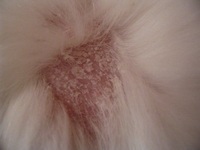Dermatită alergică la câini și pisici sunt 5 moduri de a opri mancarimea (oprire) Dermatită alergică la câini și pisici sunt 5 moduri de a opri de mâncărime