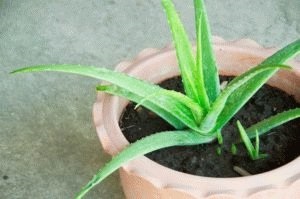 Sucul de aloe în gastrită cu aciditate ridicată de miere la (a crescut) suc de aloe în gastrită cu aciditate ridicată de miere cu