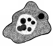 căi intestinale amoebet de infecție, leziuni (contaminare) moduri intestinale Amoeba de infecție, leziuni