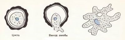 Amoeba Proteus (chist) amoeba Proteus