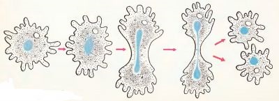 Amoeba Proteus (mediu amoeba locuință obișnuită) amoeba Proteus
