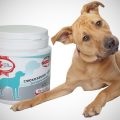Amoxiclav pentru câini (amoxiclav) Amoxiclav pentru câini
