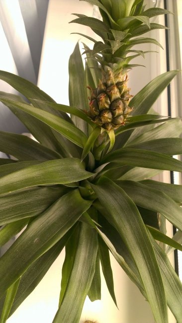 Ananas ca houseplant (ananas) Ananas ca o planta