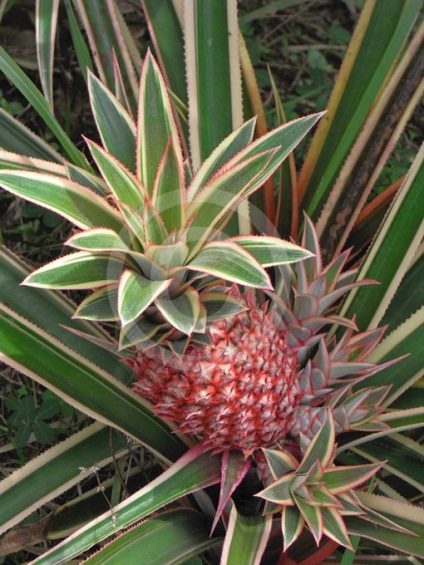 Ananas - îngrijire de plante în casă (acasă) Ananas - îngrijirea plantelor la domiciliu