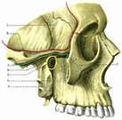 Structura anatomia umană a organelor interne manual atlas anatomic în imagini