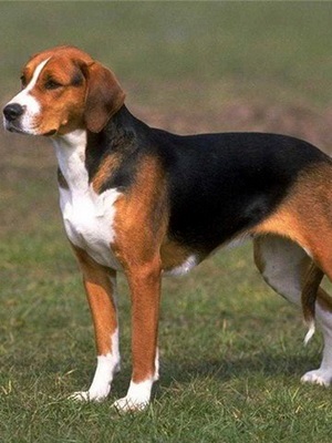 English Foxhound caracteristicile rasei (în engleză) Caracteristicile rasei engleză Foxhound