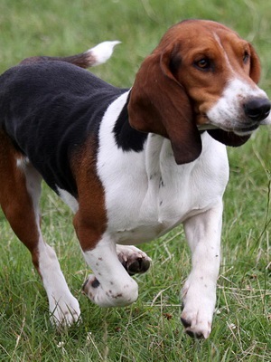 Caracteristicile rasei engleză Foxhound (caracteristici) Caracteristicile rasei engleză Foxhound