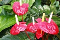 Anthurium Andre descriere, fotografii, îngrijire la domiciliu, fericire campion de sex masculin, se amestecă adrios ed (descriere) Descriere Anthurium Andre, fotografii, îngrijire la domiciliu, fericire campion de sex masculin, se amestecă adrios ed