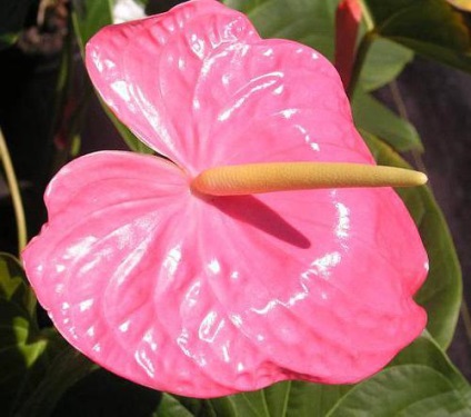 îngrijire Andre anthurium, descriere, poze (descriere) Andre îngrijire anthurium, descriere, fotografie