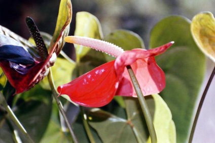 îngrijire Andre anthurium, descriere, poze (Anthurium) Andre îngrijire anthurium, descriere, fotografie