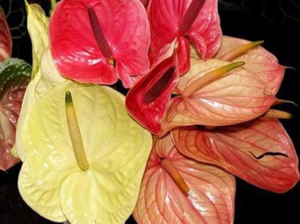îngrijire Andre anthurium, descriere, poze (descriere) Andre îngrijire anthurium, descriere, fotografie