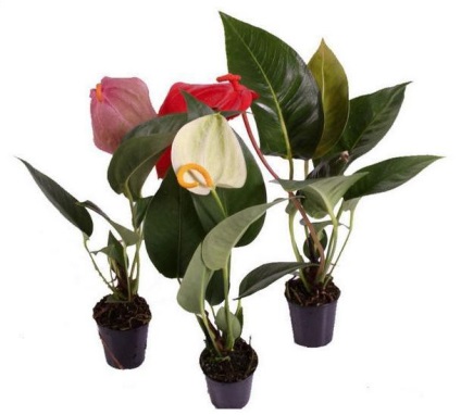 îngrijire Andre anthurium, descriere, poze (Anthurium) Andre îngrijire anthurium, descriere, fotografie