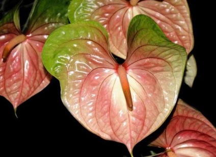 îngrijire Andre anthurium, descriere, poze (Andrew) Andre îngrijire anthurium, descriere, fotografie