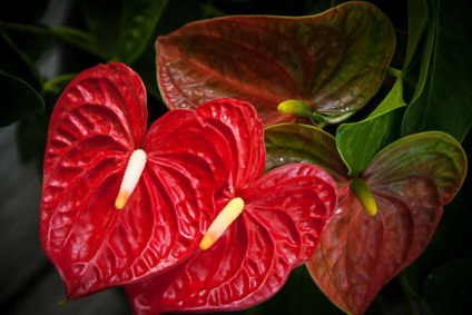 Andre îngrijire anthurium, descriere, fotografie