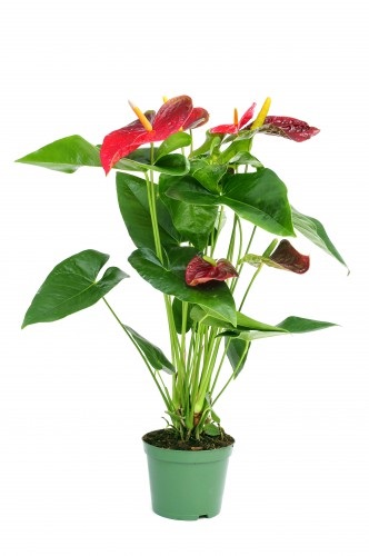 Andre Anthurium de îngrijire la domiciliu, foto (acasă) Andre Anthurium de îngrijire la domiciliu, fotografii