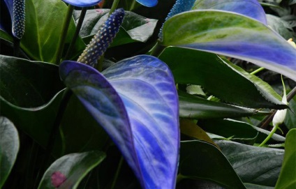 Anthurium frunze de boală, culori și moduri de a le trata (frunze) Anthurium frunze de boală, culori și moduri de a le trata