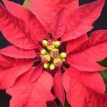 Anthurium cum să aibă grijă la domiciliu, și după achiziționarea, floarea de sex masculin, houseplant, (Woo) Anthurium cum să aibă grijă la domiciliu, și după achiziționarea, floarea de sex masculin, houseplant,