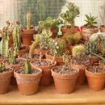 Anthurium cum să aibă grijă la domiciliu, și după achiziționarea, floarea de sex masculin, houseplant, (Woo) Anthurium cum să aibă grijă la domiciliu, și după achiziționarea, floarea de sex masculin, houseplant,