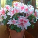 Anthurium cum să aibă grijă la domiciliu, și după achiziționarea, floarea de sex masculin, houseplant, (Anthurium) Anthurium cum să aibă grijă la domiciliu, și după achiziționarea, floarea de sex masculin, houseplant,