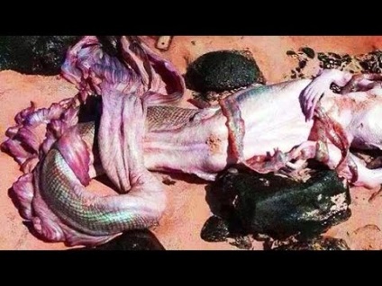 sirena Aral pe (iazuri folclorului rus) sirena Aral pe