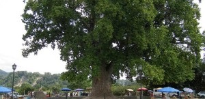 Ai văzut lalea copac de plantare, îngrijirea și reproducerea plantelor (lalea) Ai văzut lalea copac de plantare, îngrijirea și reproducerea plantelor