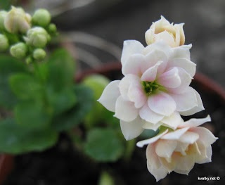Azotici - flori (plantare de preparare a solului) Azot - flori